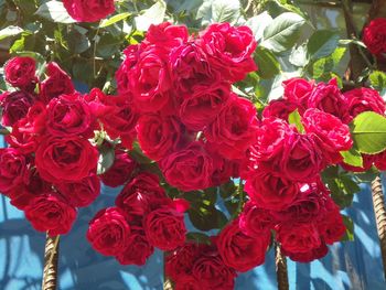 Close-up of pink rose