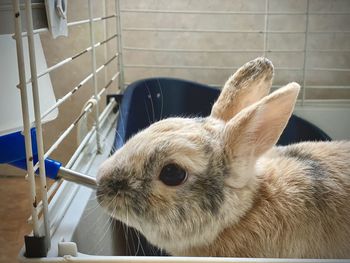 Close-up of a rabbit 