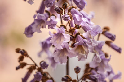 Close-up of purple flowering plant