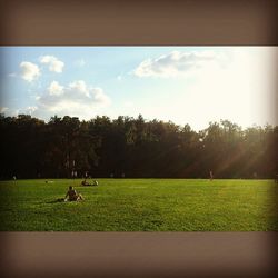 Trees on grassy field