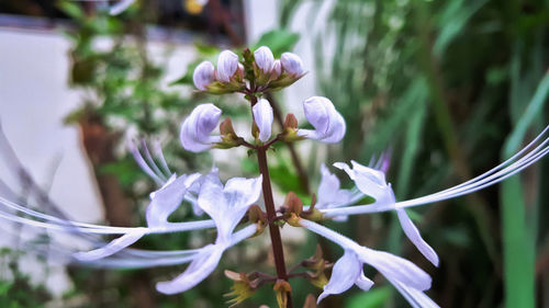 Close-up of flowers blooming outdoors