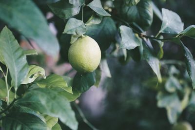 Close-up of fruits growing on tree