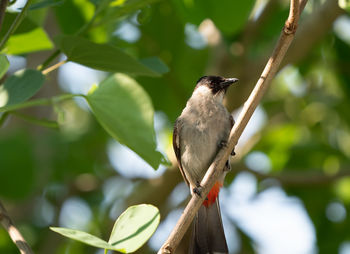 Close-up of bird perching on tree