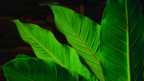 Close-up of fresh green leaves