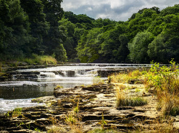 River flowing through forest