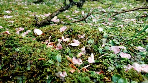 Close-up of mushrooms growing on field