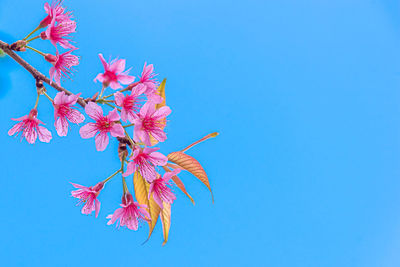 Low angle view of pink cherry blossoms against blue sky