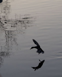 Bird flying over water against sky