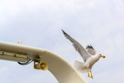 Low angle view of seagulls flying