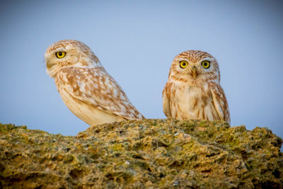 Low angle view of owl perching on rock