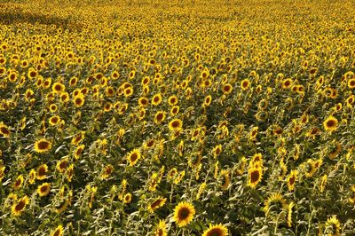 Scenic view of sunflower field