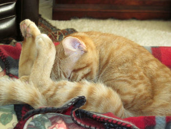 Close-up of cat sleeping on sofa