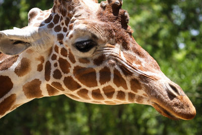 Close-up of giraffe in zoo