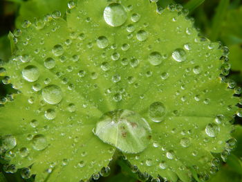 Close-up of water drops on leaf