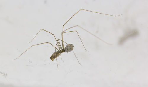 Close-up of spider