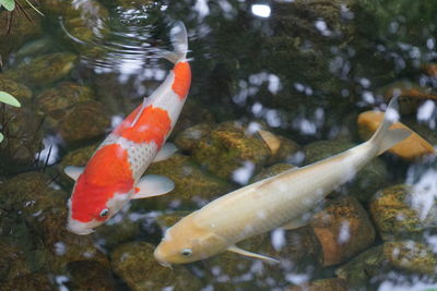 Fish swimming in pond or two japanese carp fish koi or nishikigoi