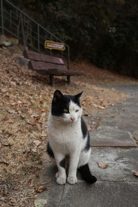 Close-up portrait of cat sitting outdoors