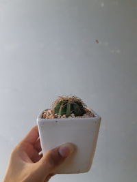 Close-up of hand holding potted plant