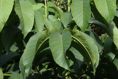 leaf