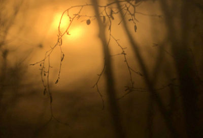 Close-up of silhouette tree against sky during sunset