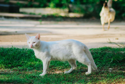 Cat standing in a field