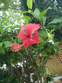 Close-up of red hibiscus flower