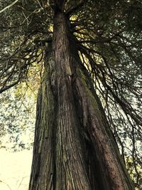 Low angle view of tree in forest against sky