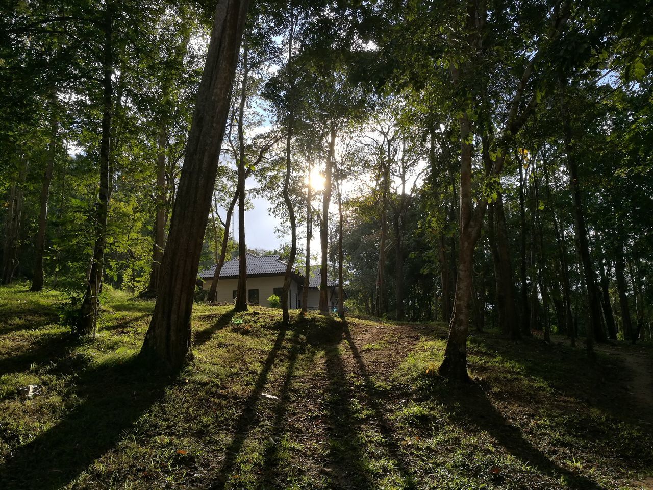 TREES IN SUNLIGHT