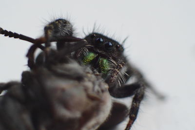 Close-up of jumping spider hunting housefly