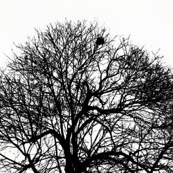 Low angle view of silhouette bare tree against sky