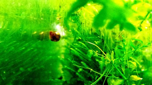 Full frame shot of turtle in water