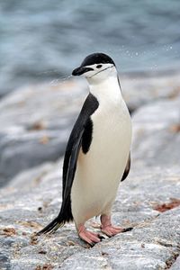 Close-up of chinstrap penguin on rock