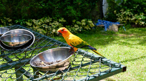 Bird perching on a feeder