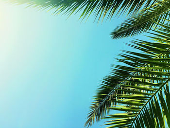 Close-up of palm tree leaves against clear sky