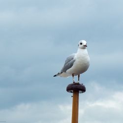 Low angle view of birds in flight
