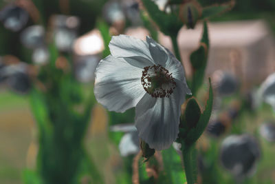 Close-up of white flowering plant