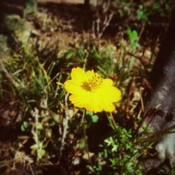 Close-up of daisy flower