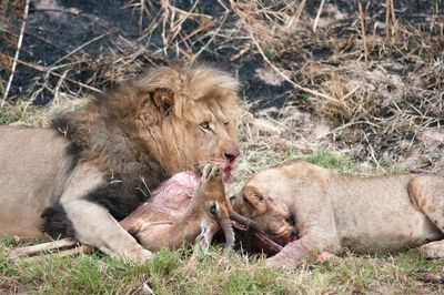 Lions hunting deer on field