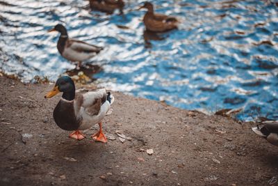 Ducks in a lake