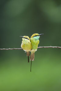 Bird perching on twig