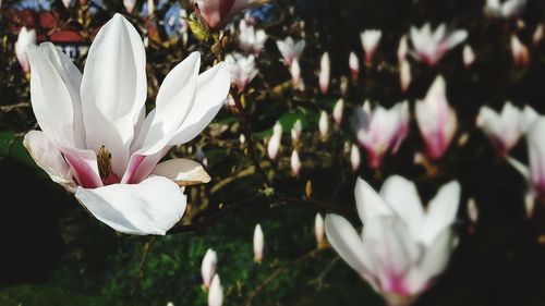 Close-up of white crocus flowers on field