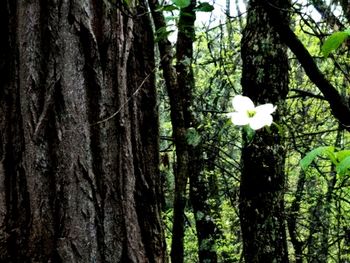 View of flower trees in forest