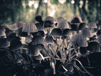 Close-up of mushrooms growing on field in forest