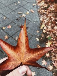 Close-up of hand holding maple leaves