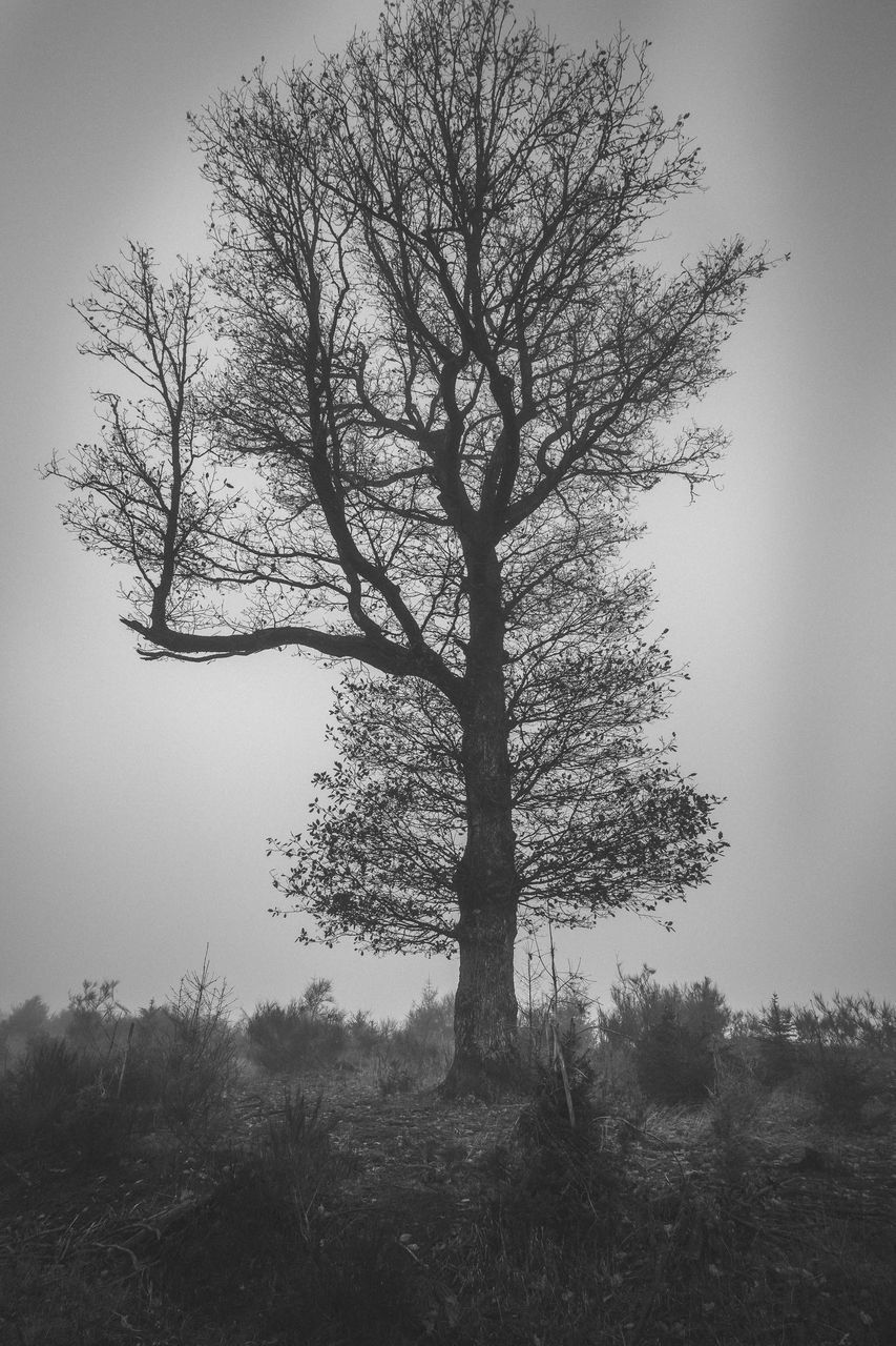 BARE TREE ON FIELD AGAINST SKY