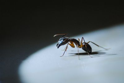 Close-up of an ant