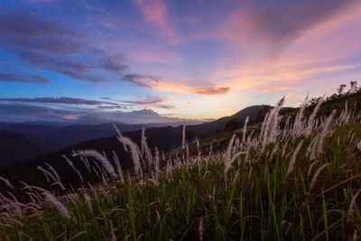 Scenic view of field against sky during sunset