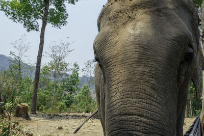 Close-up of elephant in a forest