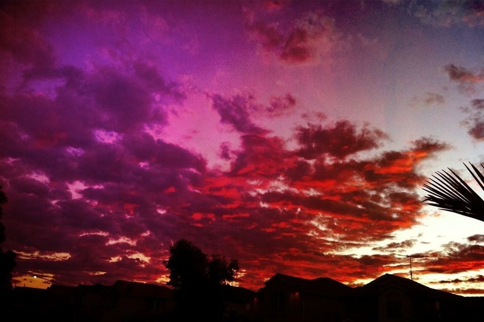 LOW ANGLE VIEW OF DRAMATIC SKY OVER SILHOUETTE TREES