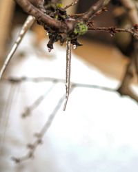 Close-up of twig